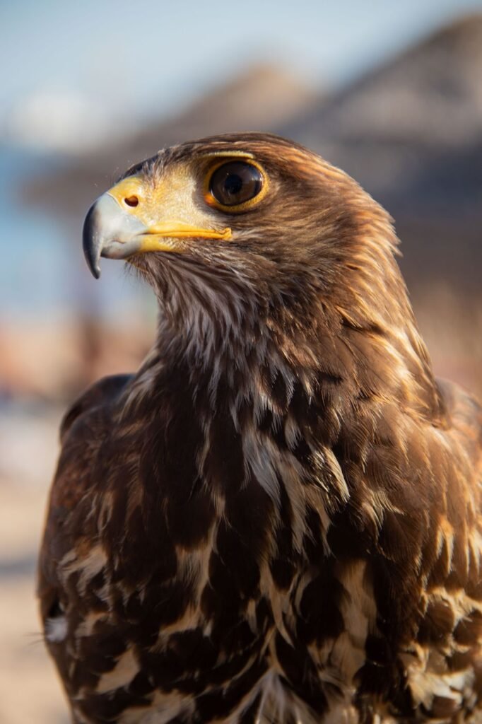 Retrato de águia de Harris usada no controlo de avifauna