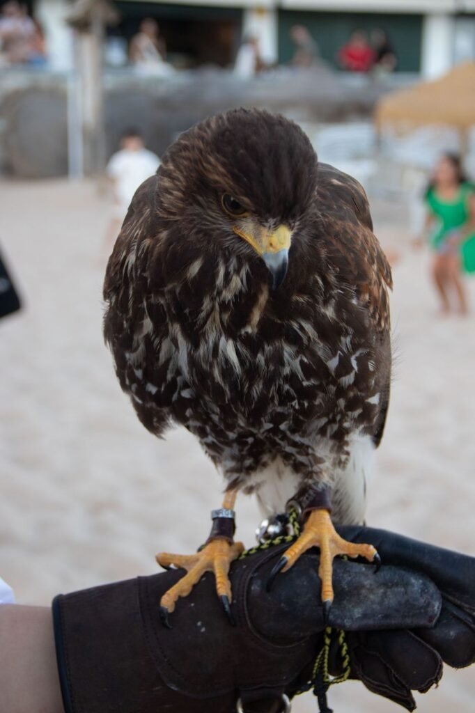Águia de Harris em serviço de controlo de aves