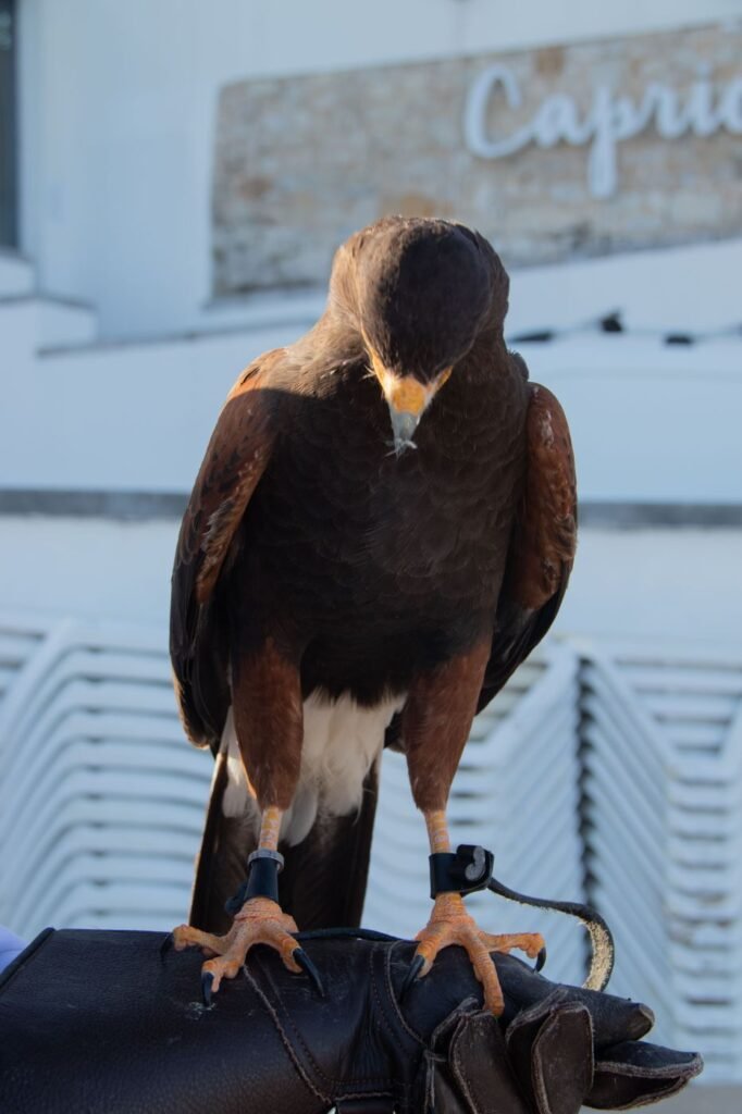 Águia de Harris em controlo de aves